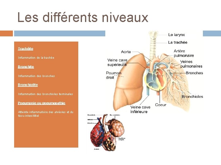 Les différents niveaux Trachéïte Inflammation de la trachée Bronchite Inflammation des bronches Bronchiolite Inflammation