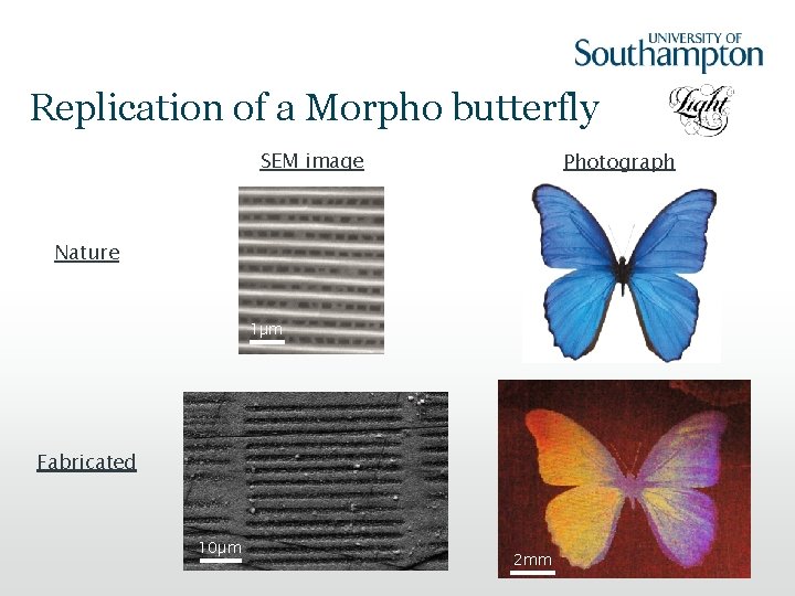 Replication of a Morpho butterfly SEM image Photograph Nature 1µm Fabricated 10µm 2 mm
