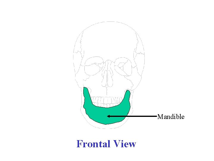 Mandible Frontal View 