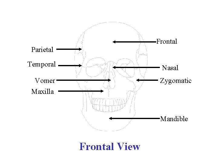 Frontal Parietal Temporal Nasal Vomer Maxilla Zygomatic Mandible Frontal View 