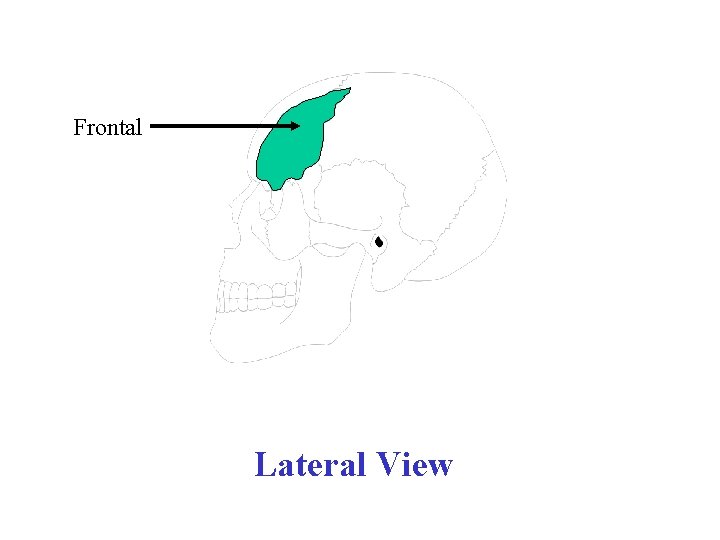 Frontal Lateral View 