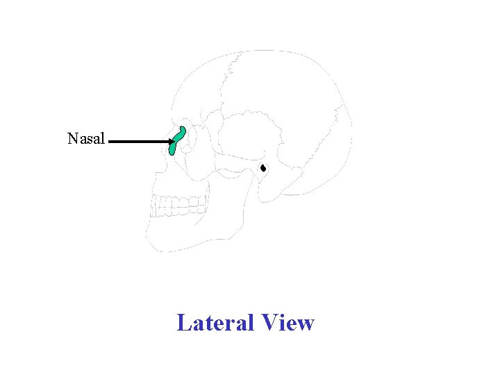 Nasal Lateral View 
