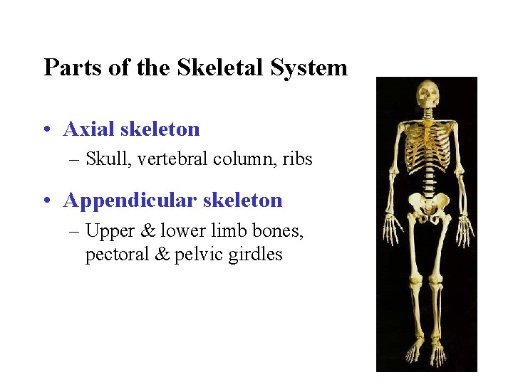 Parts of the Skeletal System • Axial skeleton – Skull, vertebral column, ribs •