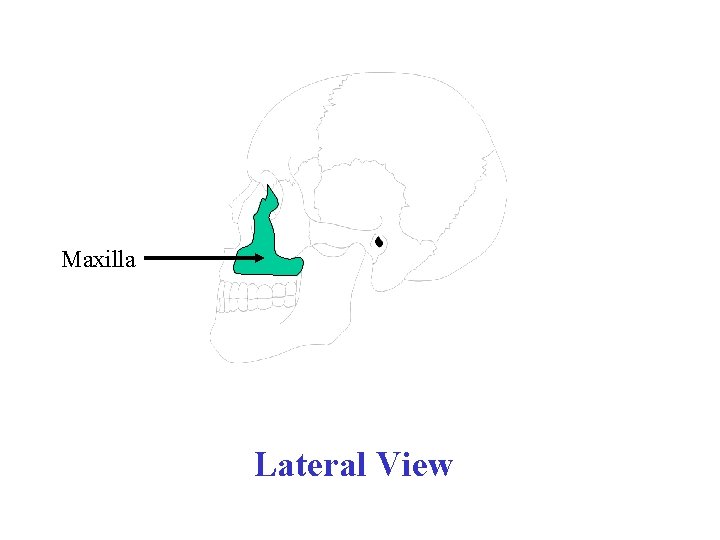 Maxilla Lateral View 