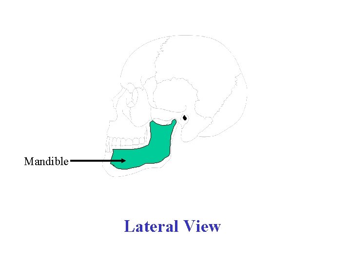 Mandible Lateral View 