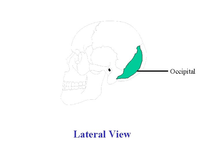 Occipital Lateral View 