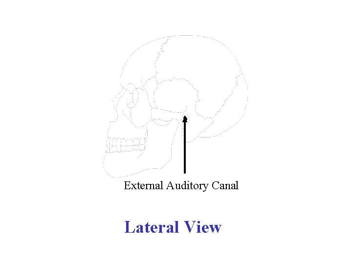 External Auditory Canal Lateral View 