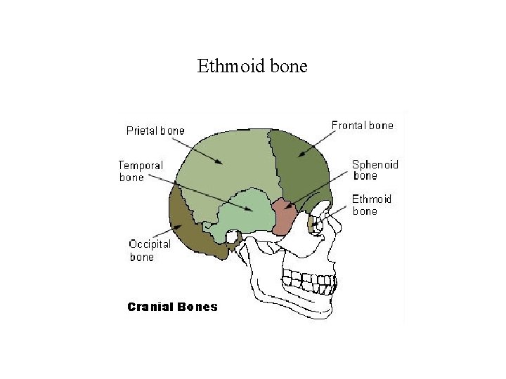 Ethmoid bone 