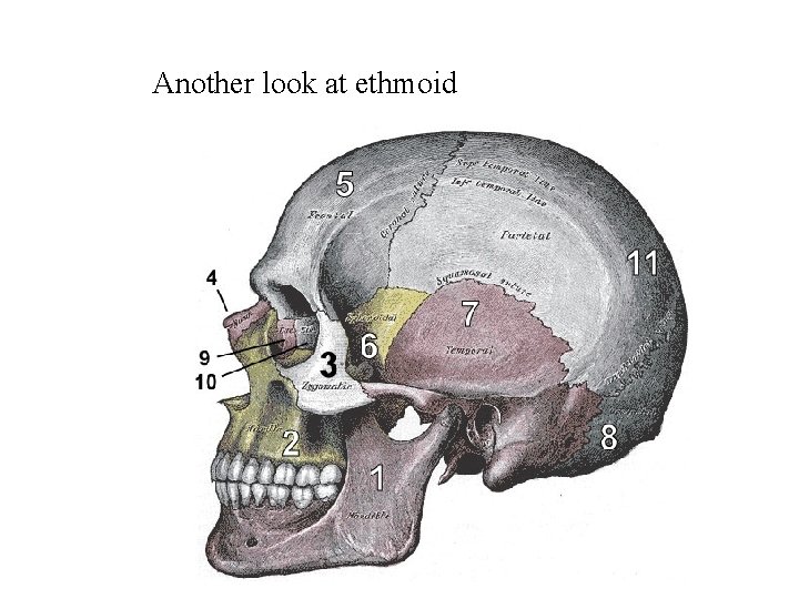 Another look at ethmoid 