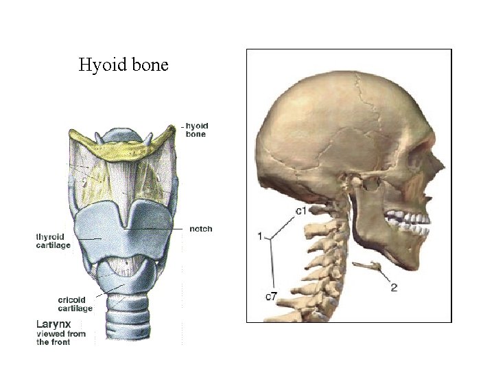 Hyoid bone 