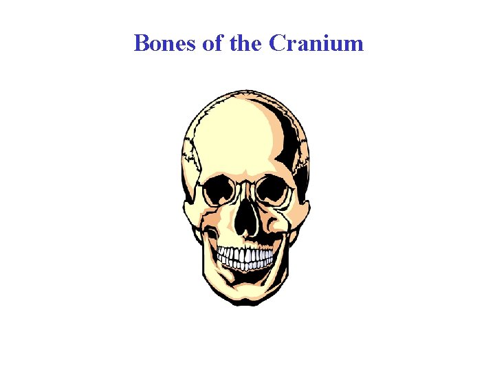 Bones of the Cranium 
