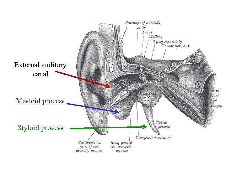 External auditory canal Mastoid process Styloid process 