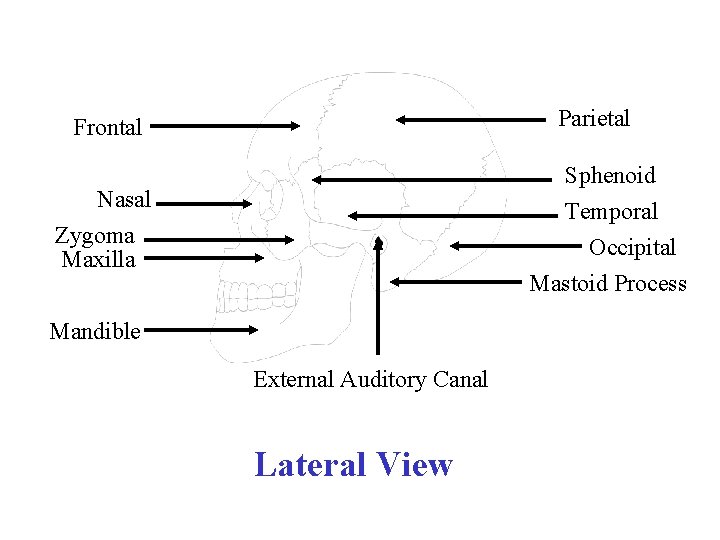 Parietal Frontal Sphenoid Temporal Occipital Mastoid Process Nasal Zygoma Maxilla Mandible External Auditory Canal