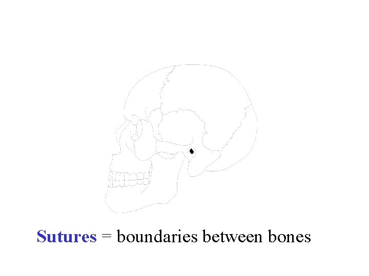Sutures = boundaries between bones 