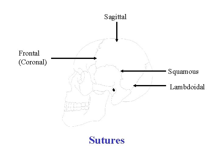 Sagittal Frontal (Coronal) Squamous Lambdoidal Sutures 