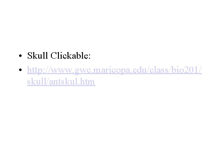  • Skull Clickable: • http: //www. gwc. maricopa. edu/class/bio 201/ skull/antskul. htm 