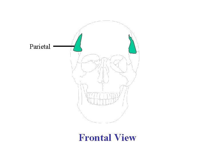 Parietal Frontal View 