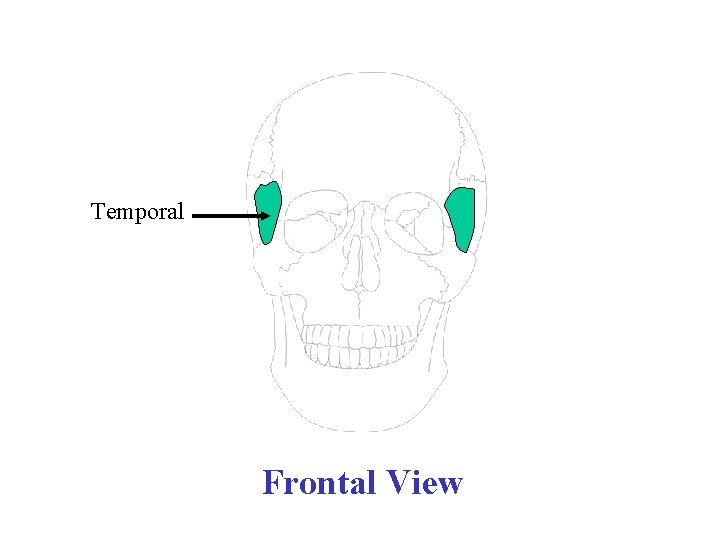 Temporal Frontal View 