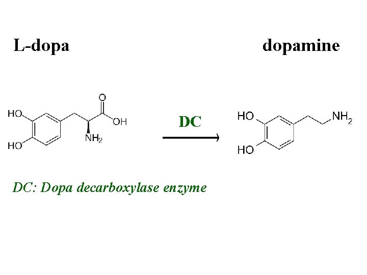 L-dopamine DC DC: Dopa decarboxylase enzyme 