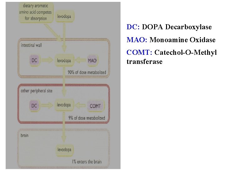 DC: DOPA Decarboxylase MAO: Monoamine Oxidase COMT: Catechol-O-Methyl transferase 