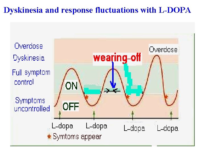 Dyskinesia and response fluctuations with L-DOPA 