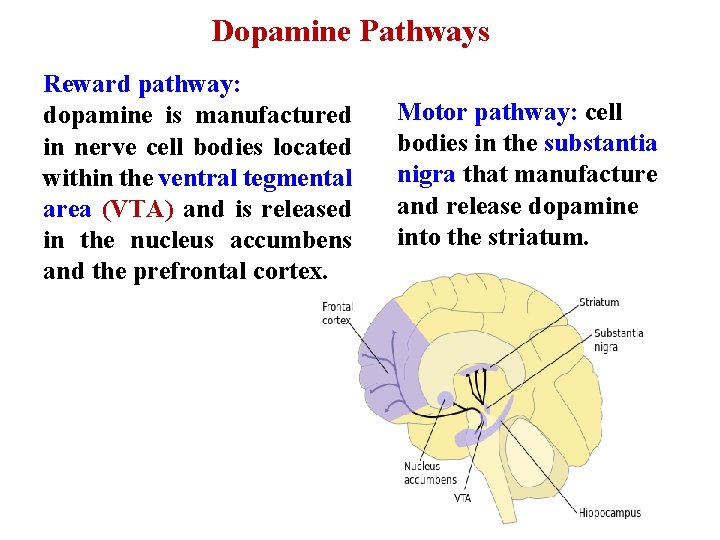 Dopamine Pathways Reward pathway: dopamine is manufactured in nerve cell bodies located within the