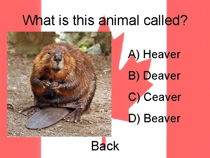 What is this animal called? A) Heaver B) Deaver C) Ceaver D) Beaver Back