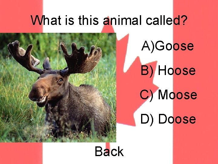 What is this animal called? A)Goose B) Hoose C) Moose D) Doose Back 