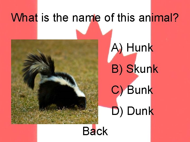 What is the name of this animal? A) Hunk B) Skunk C) Bunk D)