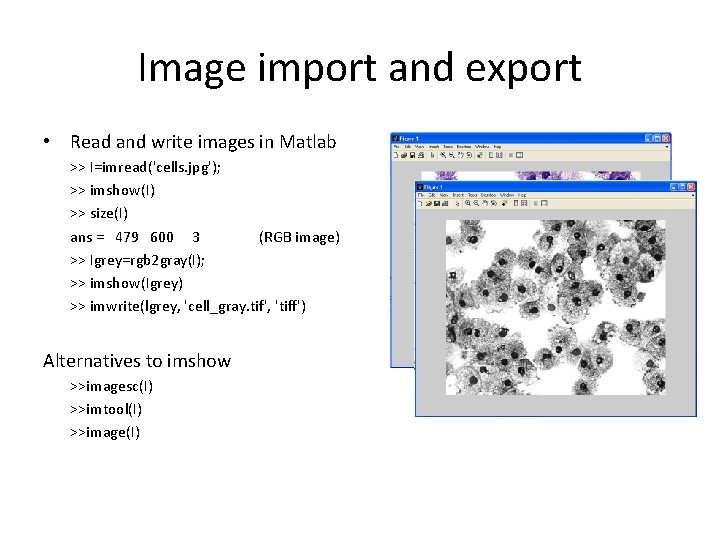 Image import and export • Read and write images in Matlab >> I=imread('cells. jpg');