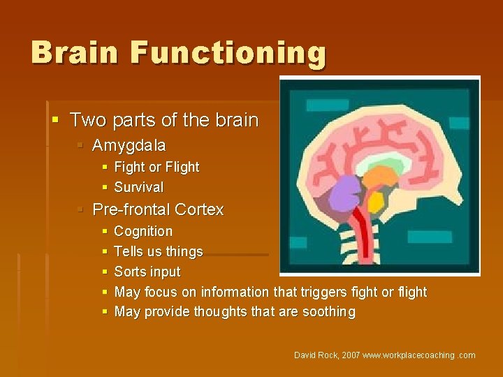 Brain Functioning § Two parts of the brain § Amygdala § Fight or Flight