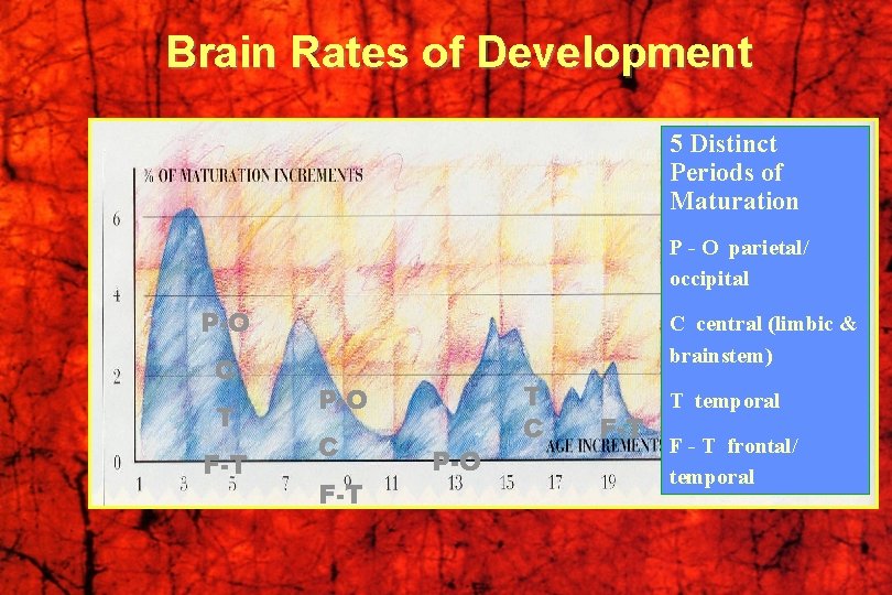 Brain Rates of Development 5 Distinct Periods of Maturation P - O parietal/ occipital