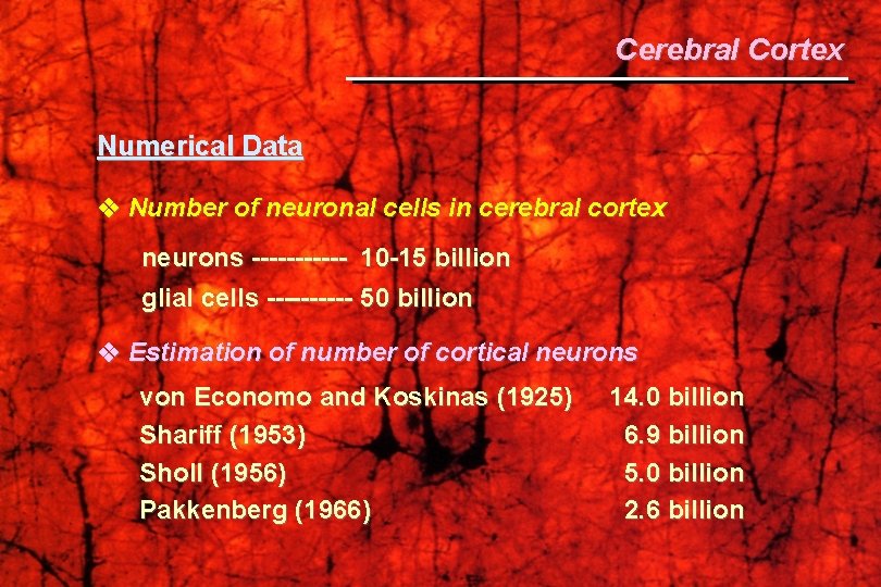 Cerebral Cortex Numerical Data Number of neuronal cells in cerebral cortex neurons ------ 10