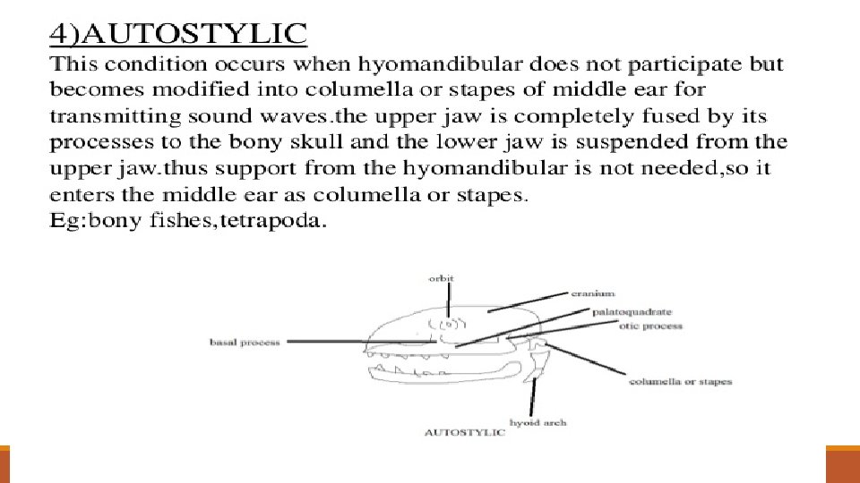 JAW SUSPENSION IN VERTEBRATES 4 METHYOSTYLIC The upper