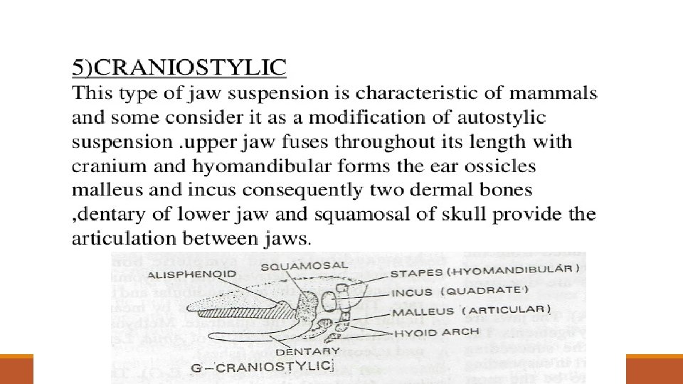 JAW SUSPENSION IN VERTEBRATES 4 METHYOSTYLIC The upper