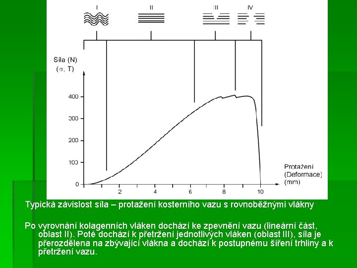 Typická závislost síla – protažení kosterního vazu s rovnoběžnými vlákny Po vyrovnání kolagenních vláken