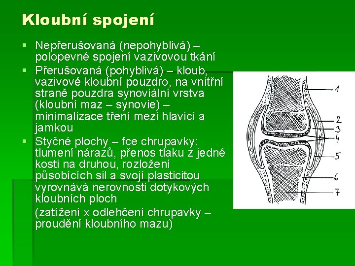 Kloubní spojení § Nepřerušovaná (nepohyblivá) – polopevné spojení vazivovou tkání § Přerušovaná (pohyblivá) –