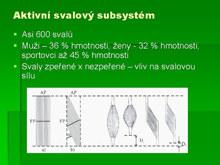 Aktivní svalový subsystém § Asi 600 svalů § Muži – 36 % hmotnosti, ženy