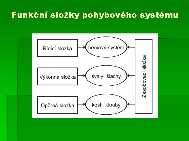 Funkční složky pohybového systému 