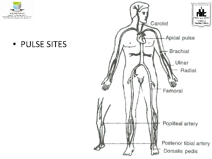  • PULSE SITES 