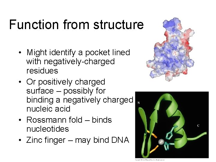 Function from structure • Might identify a pocket lined with negatively-charged residues • Or