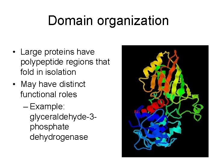 Domain organization • Large proteins have polypeptide regions that fold in isolation • May