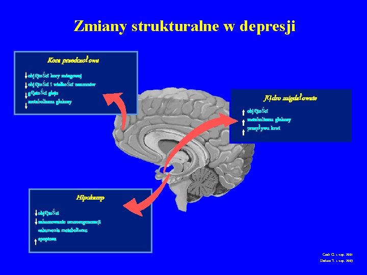 Zmiany strukturalne w depresji Kora przedczołowa objętości kory mózgowej objętości i wielkości neuronów gęstości