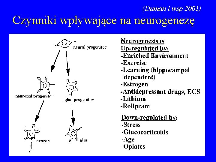 (Duman i wsp 2001) Czynniki wpływające na neurogenezę 