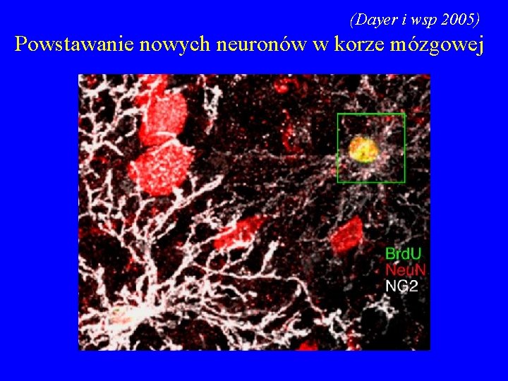 (Dayer i wsp 2005) Powstawanie nowych neuronów w korze mózgowej 