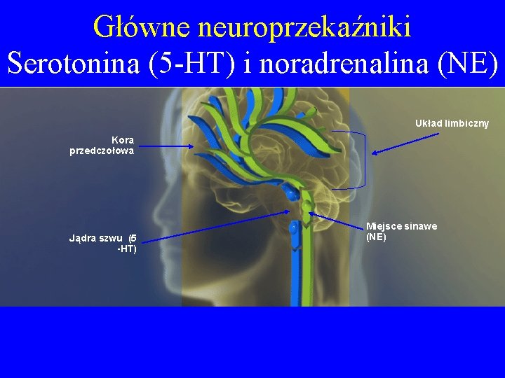Główne neuroprzekaźniki Serotonina (5 -HT) i noradrenalina (NE) Układ limbiczny Kora przedczołowa Jądra szwu