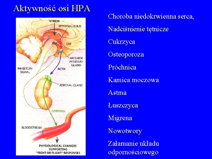 Aktywność osi HPA Choroba niedokrwienna serca, Nadciśnienie tętnicze Cukrzyca Osteoporoza Próchnica Kamica moczowa Astma