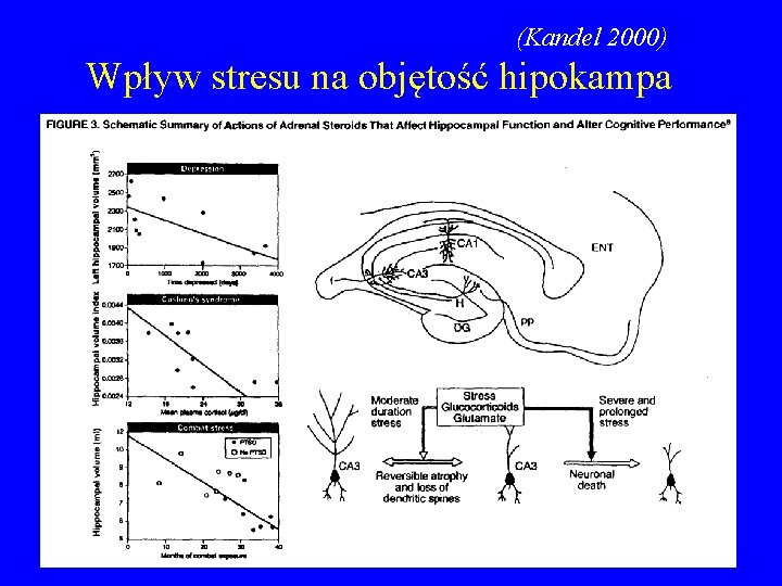 (Kandel 2000) Wpływ stresu na objętość hipokampa 