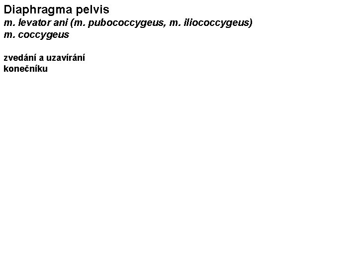 Diaphragma pelvis m. levator ani (m. pubococcygeus, m. iliococcygeus) m. coccygeus zvedání a uzavírání