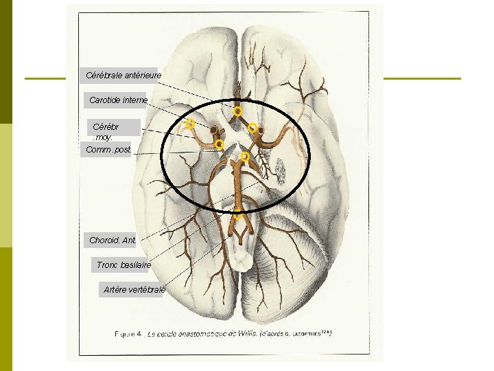 Cérébrale antérieure Carotide interne Cérébr. moy. Comm. post. Choroid. Ant. Tronc basilaire Artère vertébrale